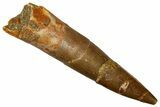 Fossil Plesiosaur (Zarafasaura) Tooth - Morocco #369990-1